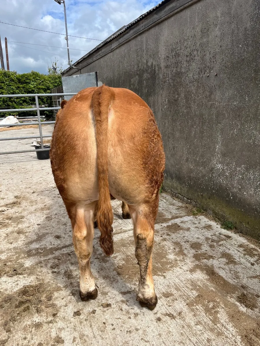 Pedigree Limousin Bulls - Image 2