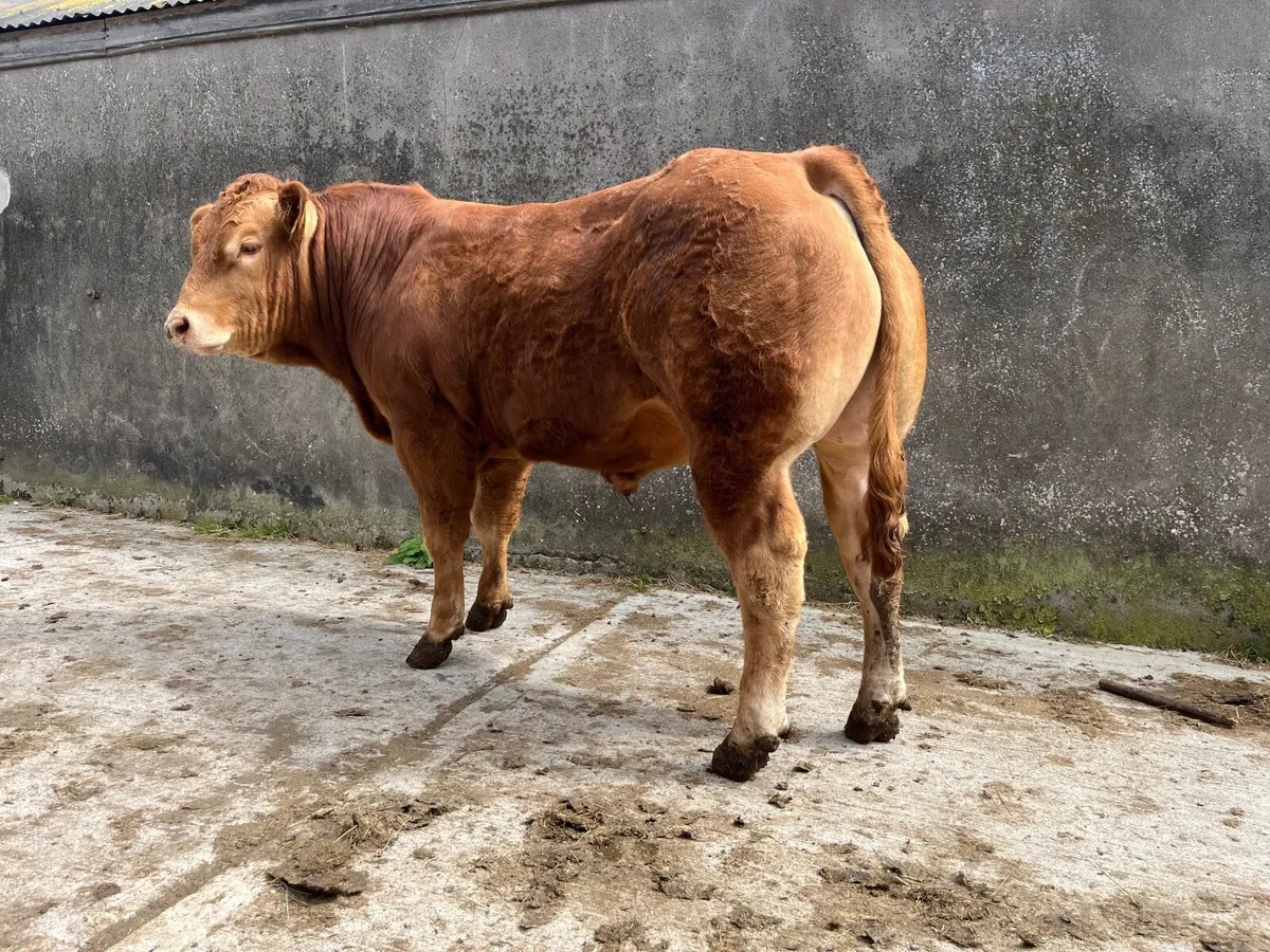 Pedigree Limousin Bulls - Image 4