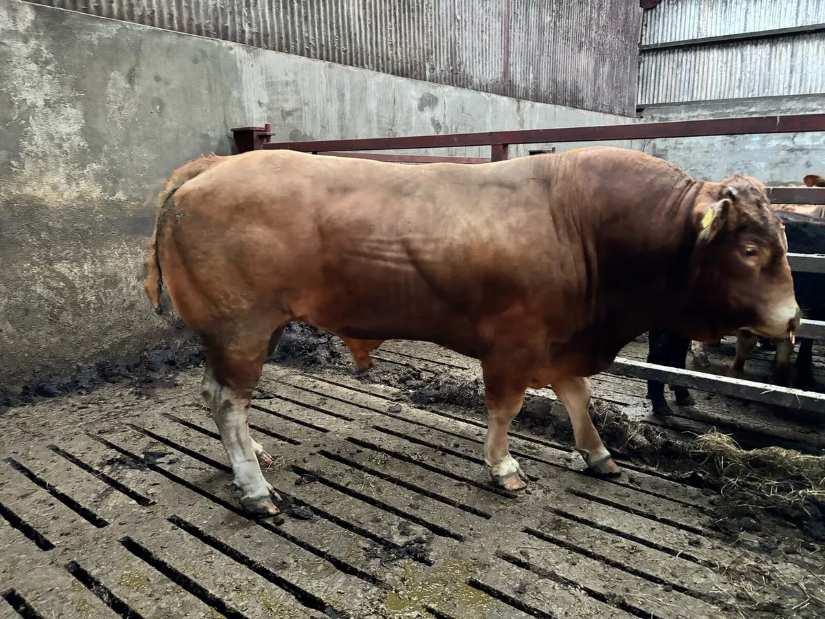 Pedigree Limousin Bull - Image 1