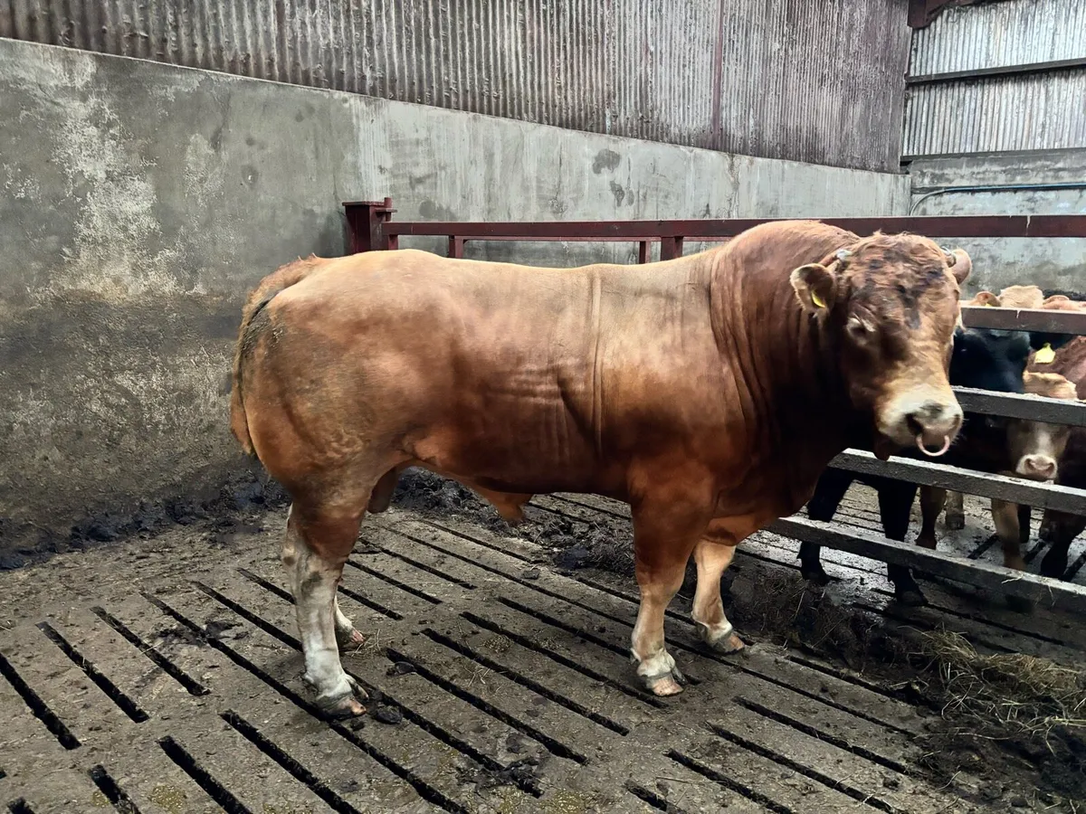 Pedigree Limousin Bull - Image 2