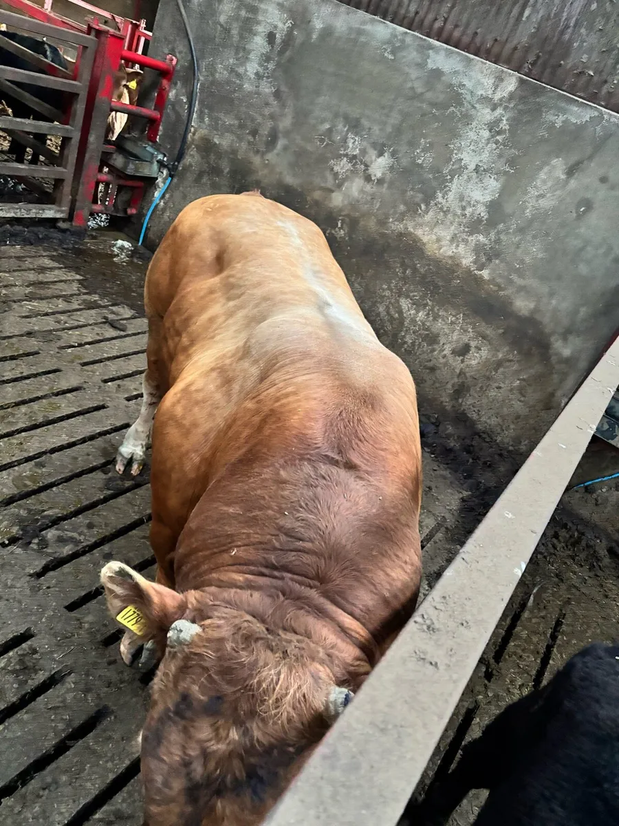 Pedigree Limousin Bull - Image 3