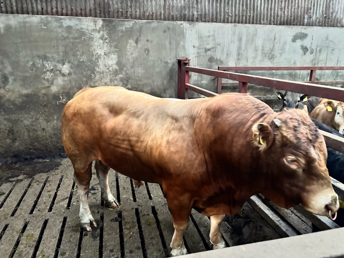 Pedigree Limousin Bull - Image 4