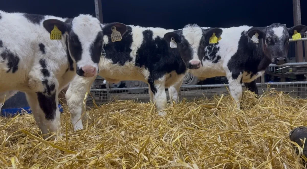 12 quality continental bulls - Image 1