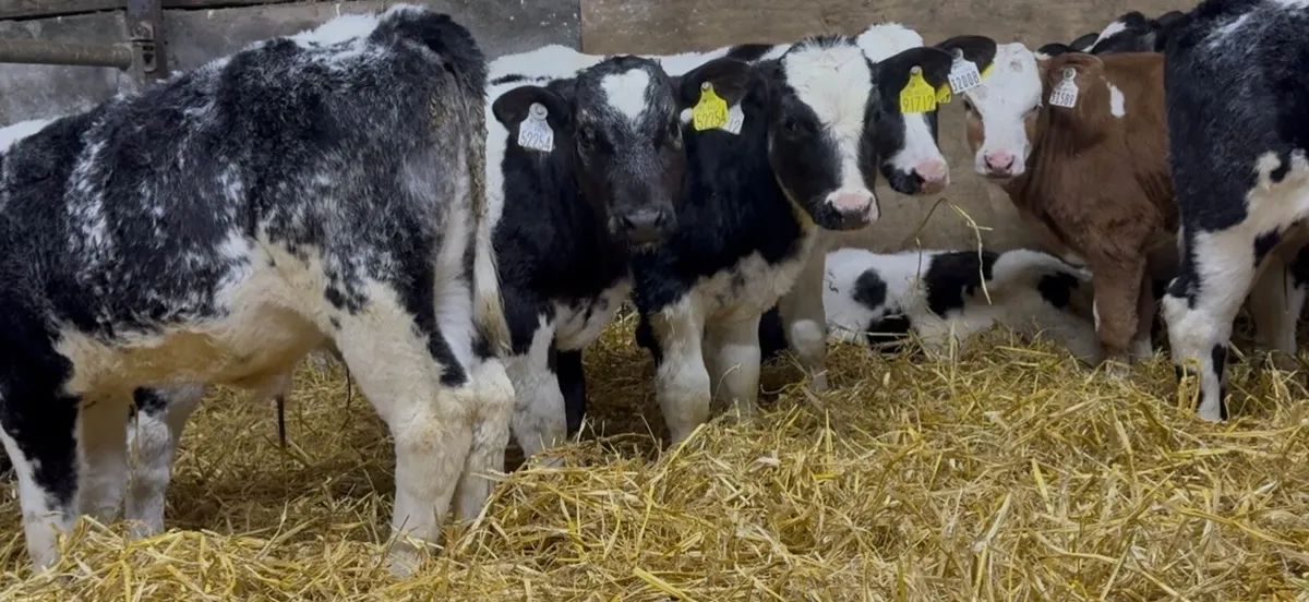12 quality continental bulls - Image 2