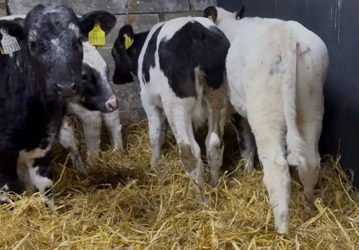 12 quality continental bulls - Image 3
