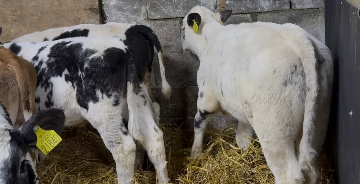 12 quality continental bulls - Image 4