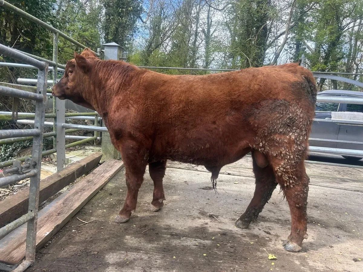 Premium Angus Cattle - Image 1
