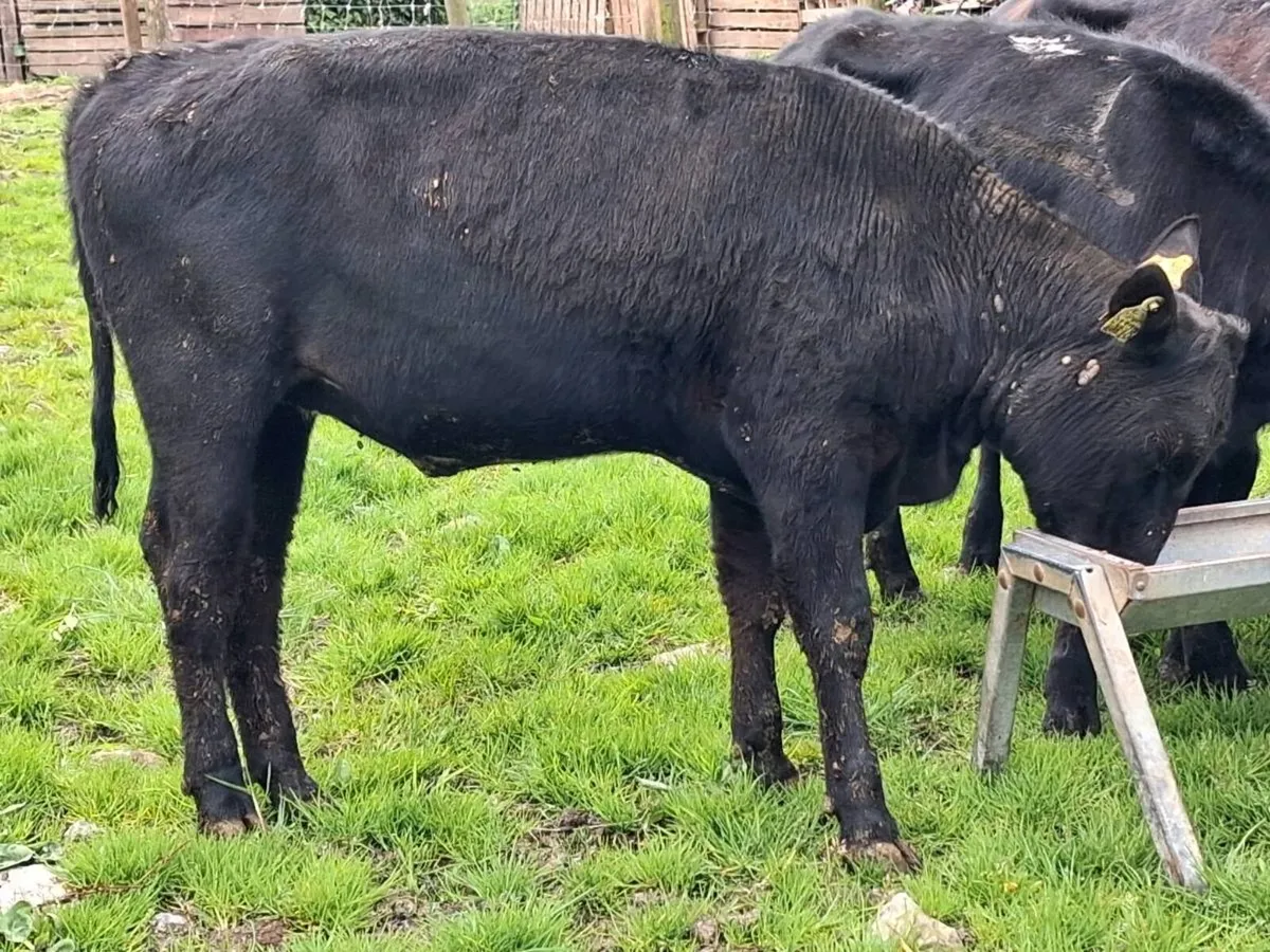 5 Weanling Heifers - Image 2