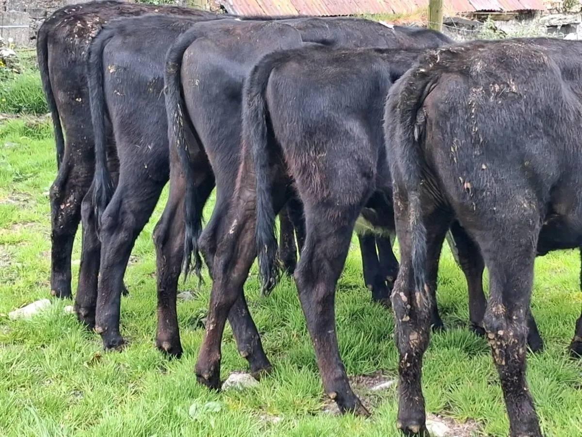 5 Weanling Heifers - Image 3