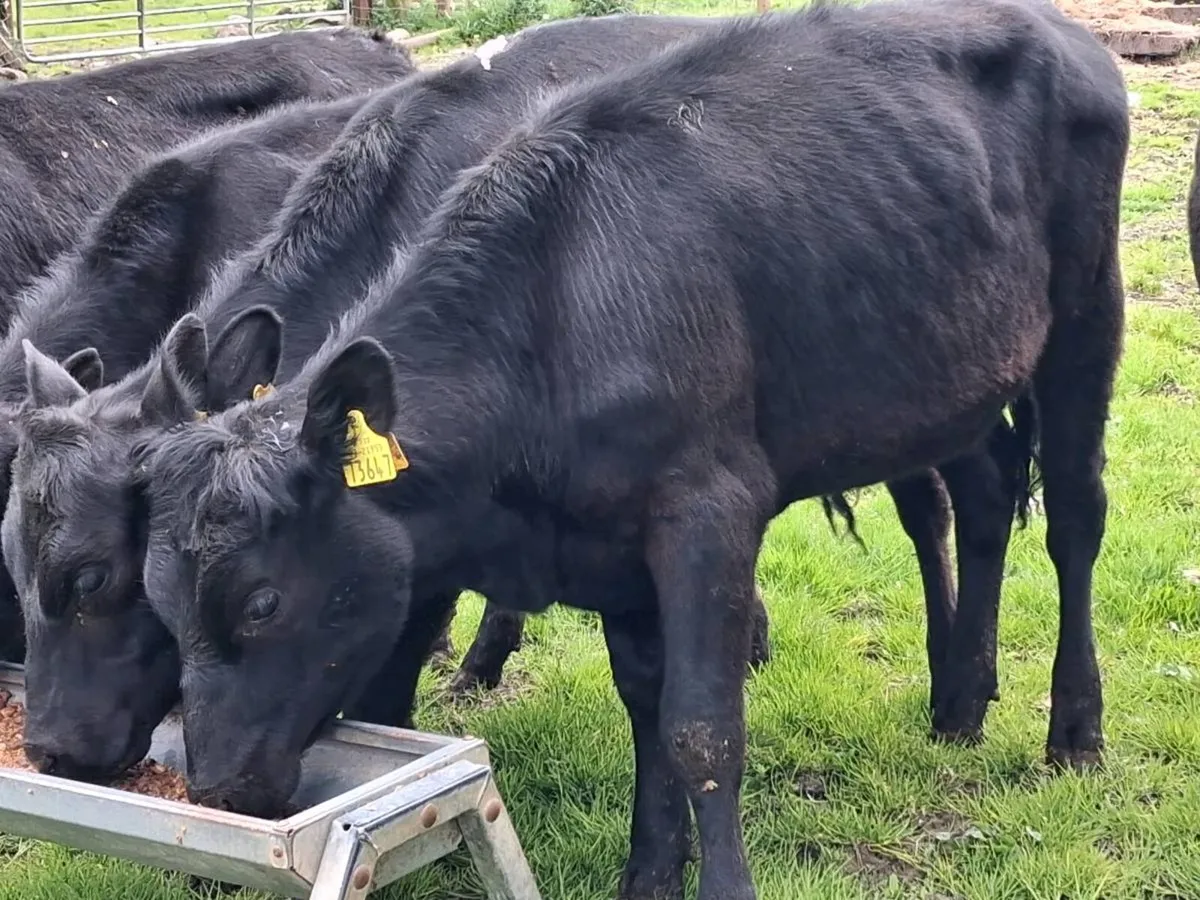5 Weanling Heifers - Image 4