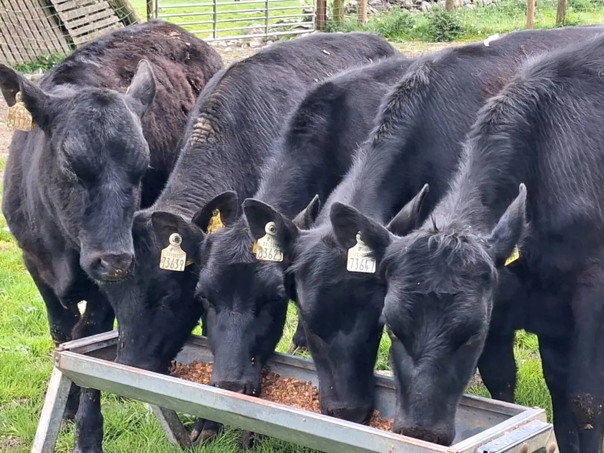 5 Weanling Heifers - Image 1