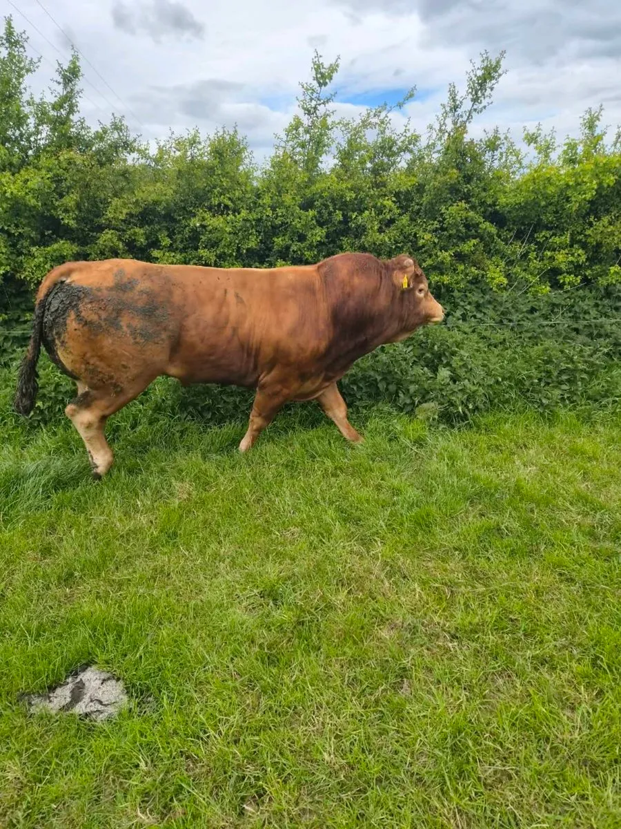 Limousine bull - Image 2