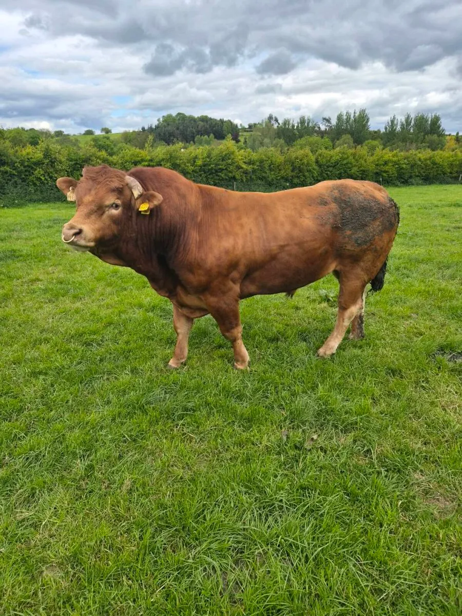 Limousine bull - Image 1
