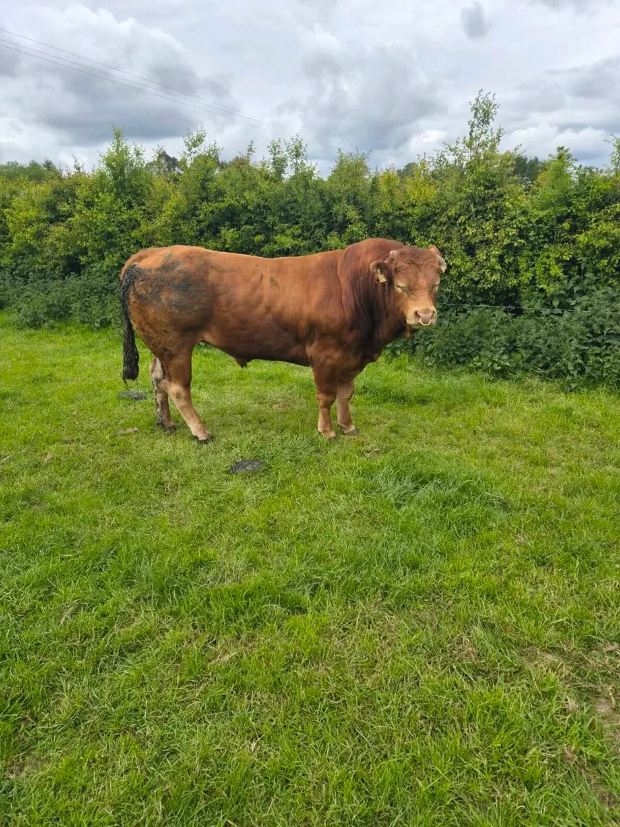 Limousine bull - Image 3