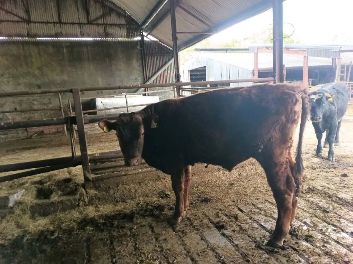 Organic Limousin x weanling Bullocks - Image 2