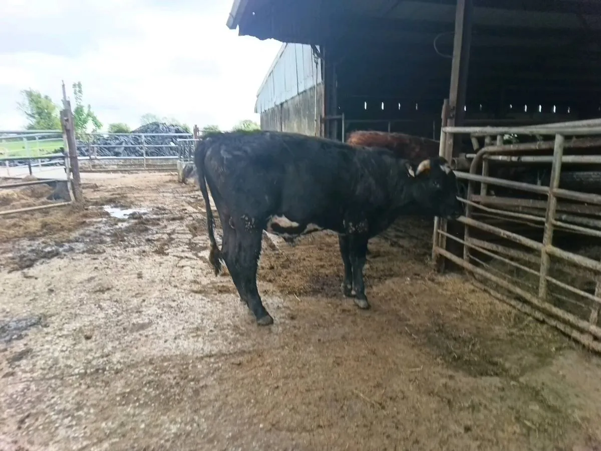 Organic Limousin x weanling Bullocks - Image 3