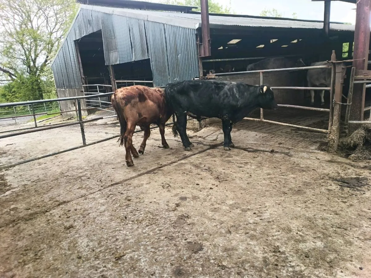 Organic Limousin x weanling Bullocks - Image 4