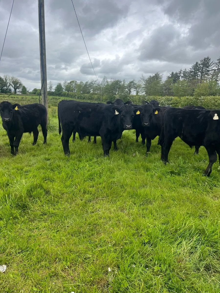 Angus Bullocks - Image 1
