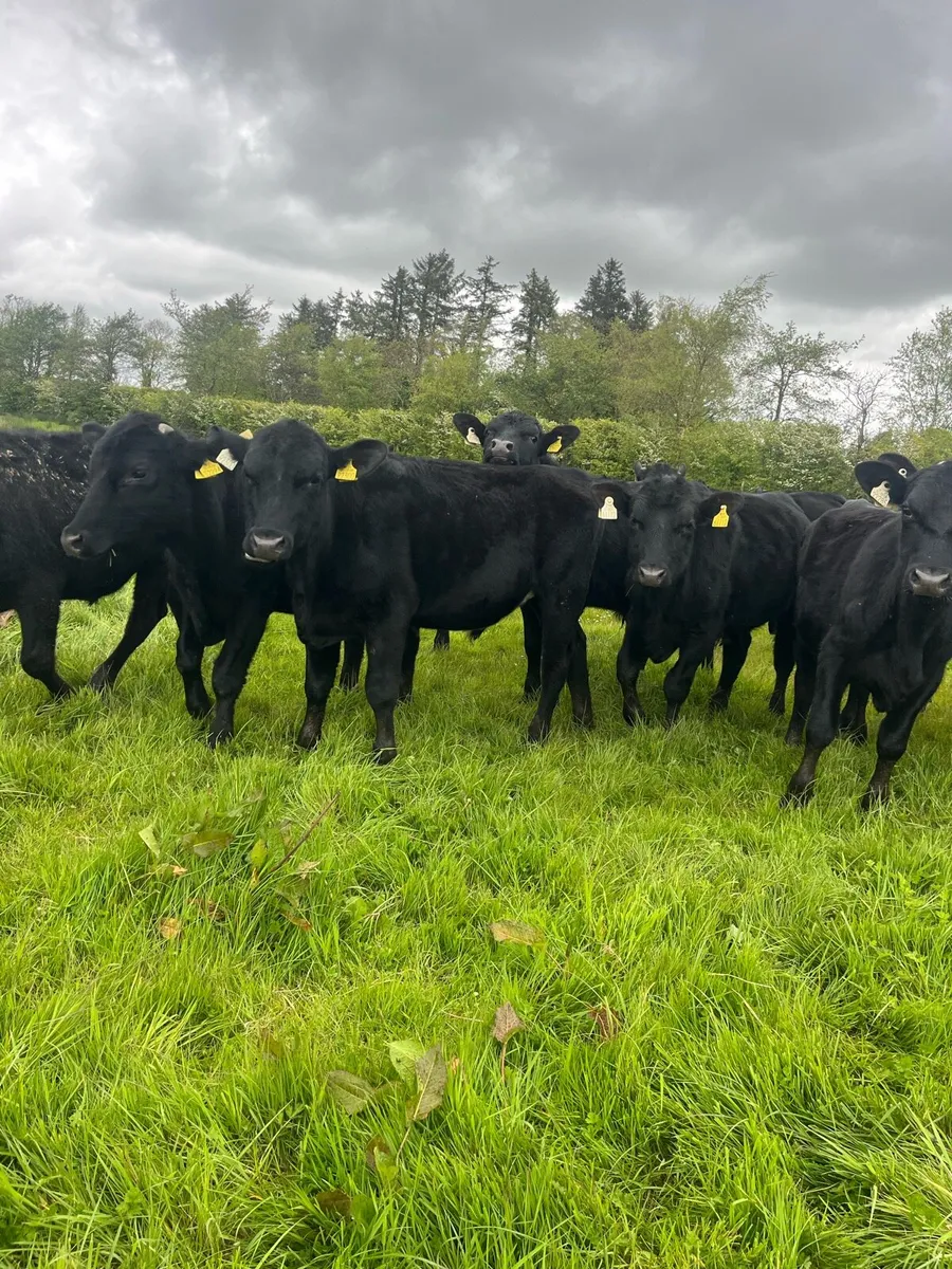 Angus Bullocks - Image 2