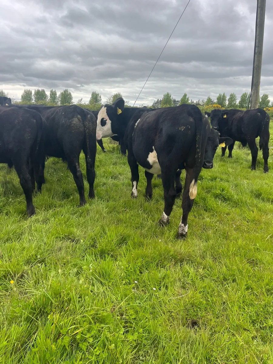 Angus Bullocks - Image 4