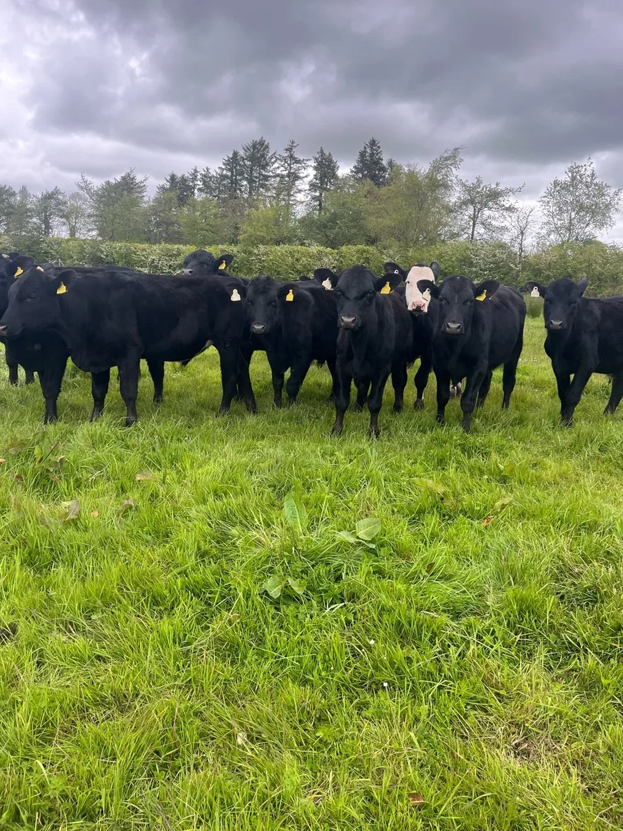 Angus Bullocks - Image 3