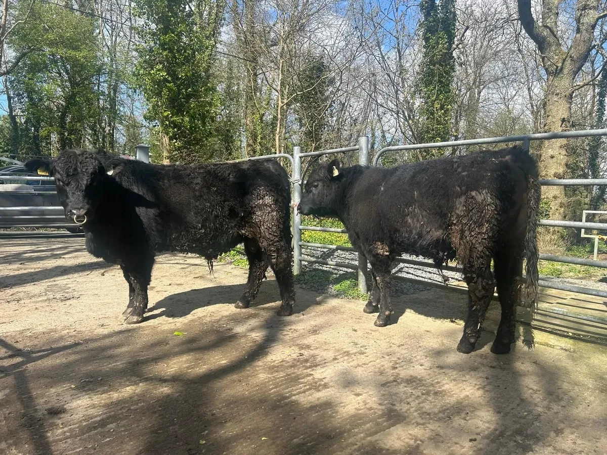 Premium Angus Cattle - Image 2