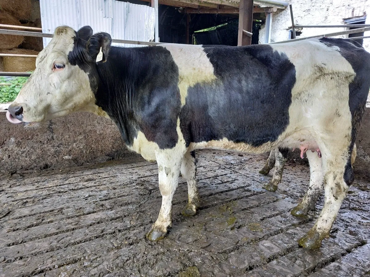 2  first calvers