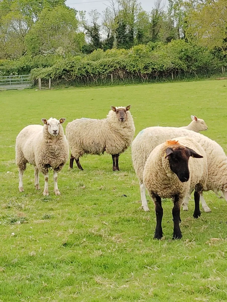 Hoggets with Lambs - Image 2