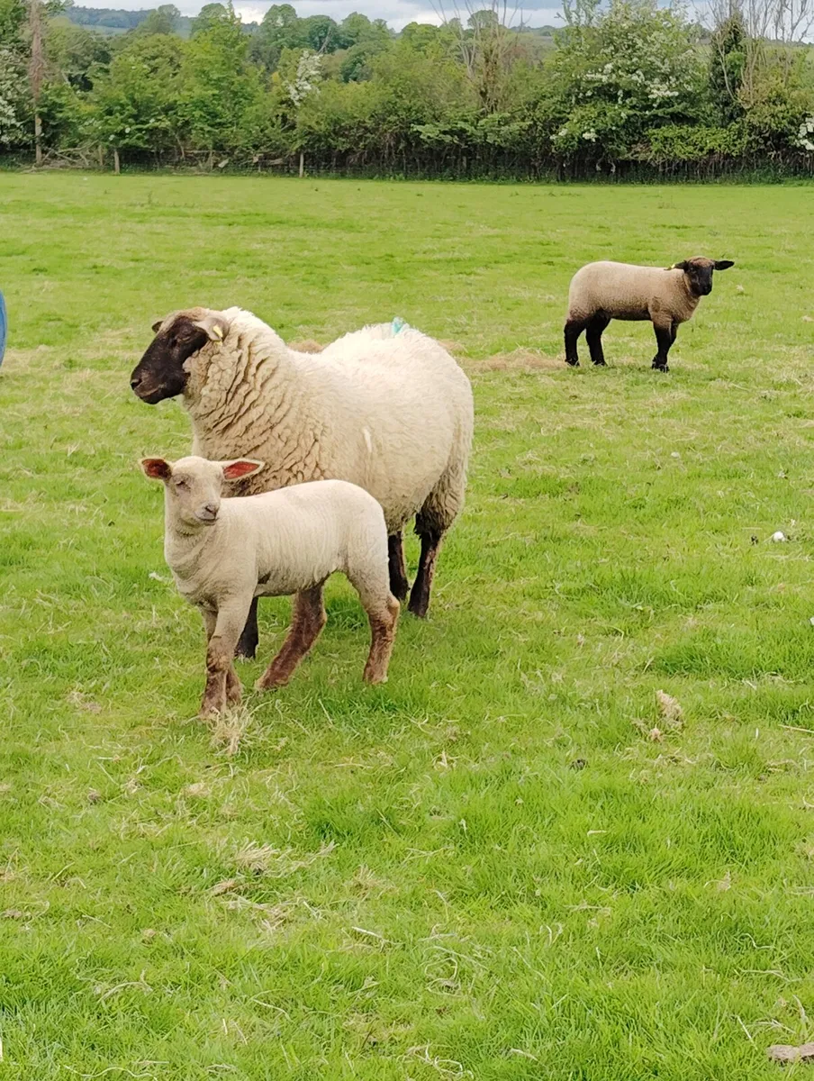Hoggets with Lambs - Image 1
