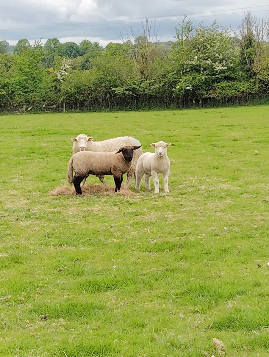 Hoggets with Lambs - Image 3