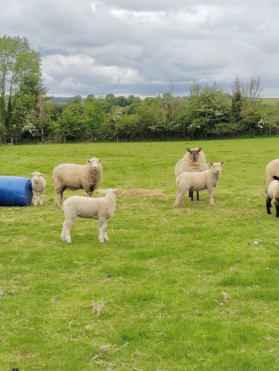 Hoggets with Lambs - Image 4