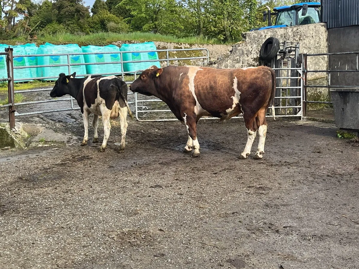 PBR Friesian bull for sale - Image 2