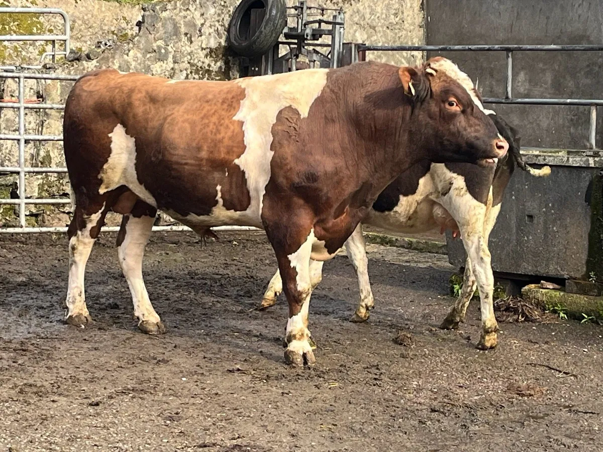 PBR Friesian bull for sale - Image 1