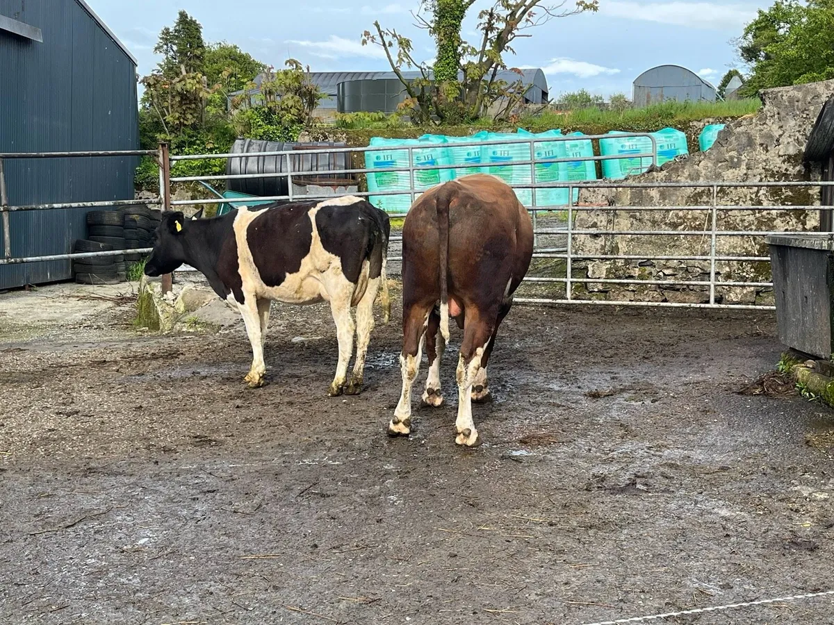 PBR Friesian bull for sale - Image 4