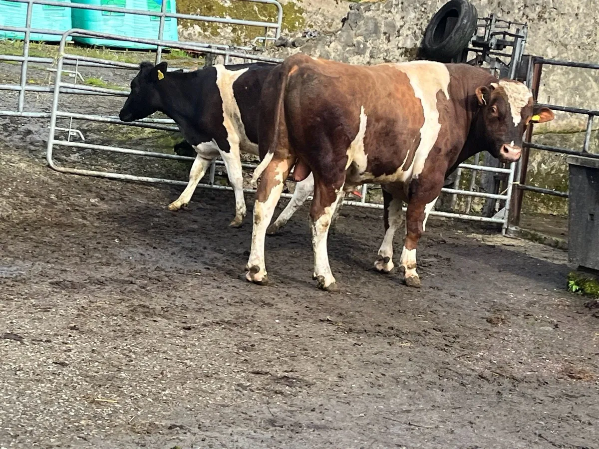 PBR Friesian bull for sale - Image 3