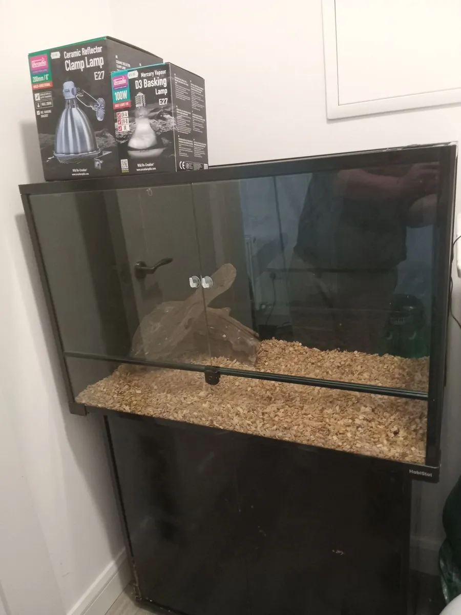 2 baby bearded dragons and complete set up - Image 2