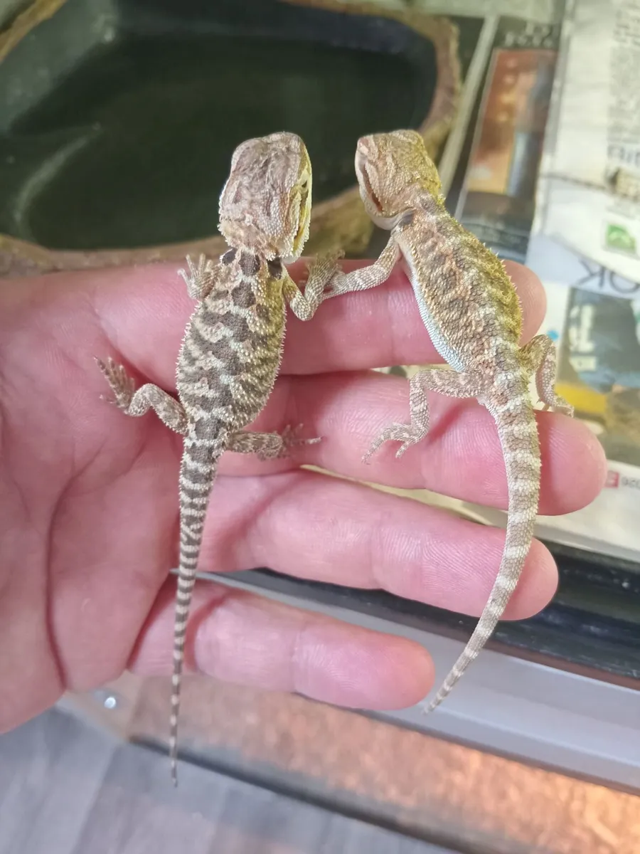 2 baby bearded dragons and complete set up - Image 1