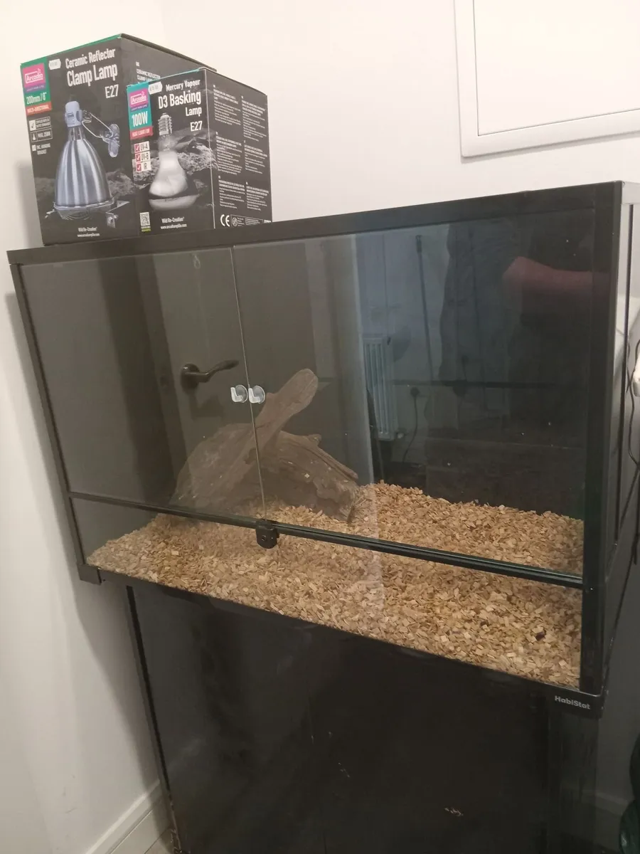 2 baby bearded dragons and complete set up - Image 3