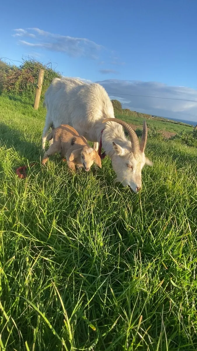 Nannie goat with male kid - Image 1