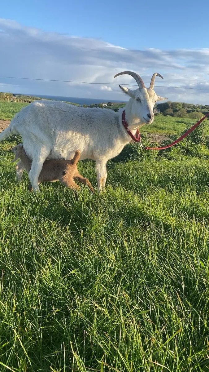 Nannie goat with male kid - Image 2