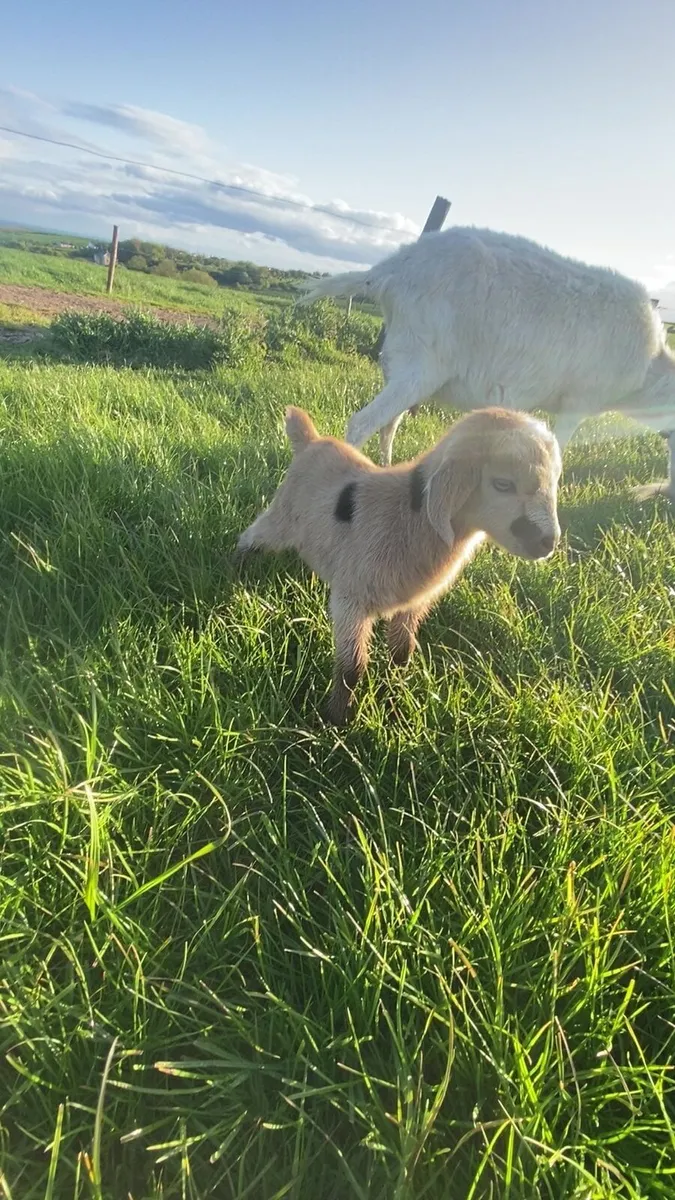 Nannie goat with male kid - Image 3