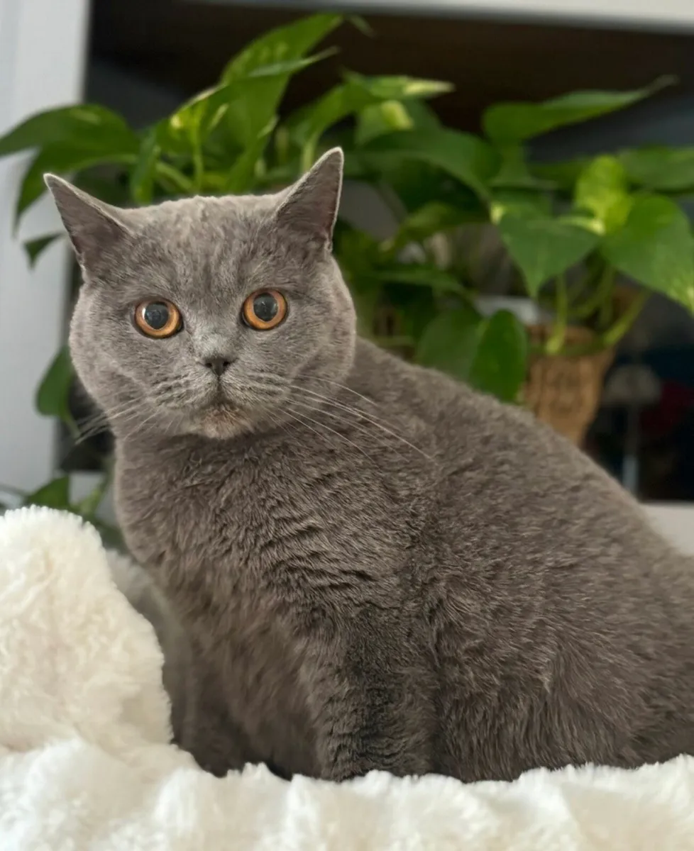 British Shorthair - Image 2
