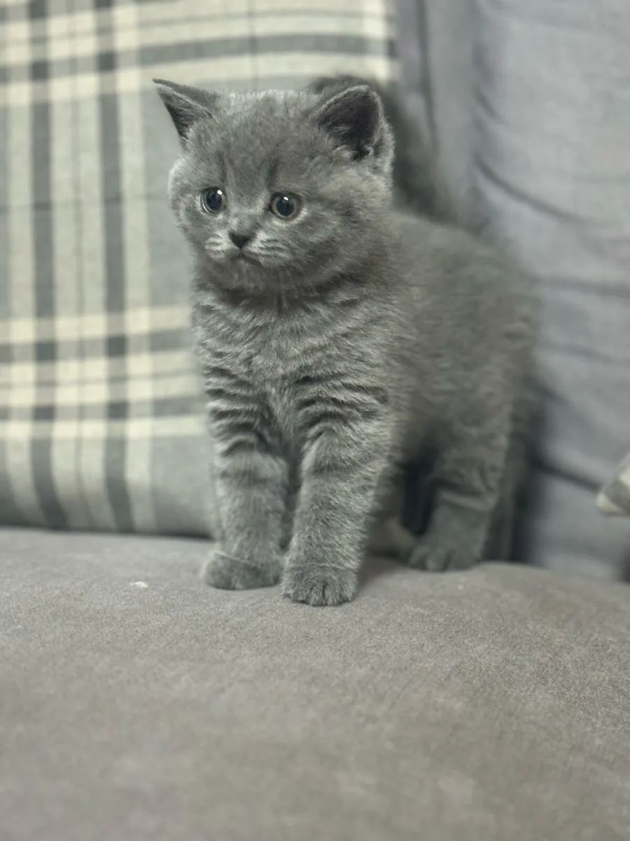 British Shorthair - Image 1