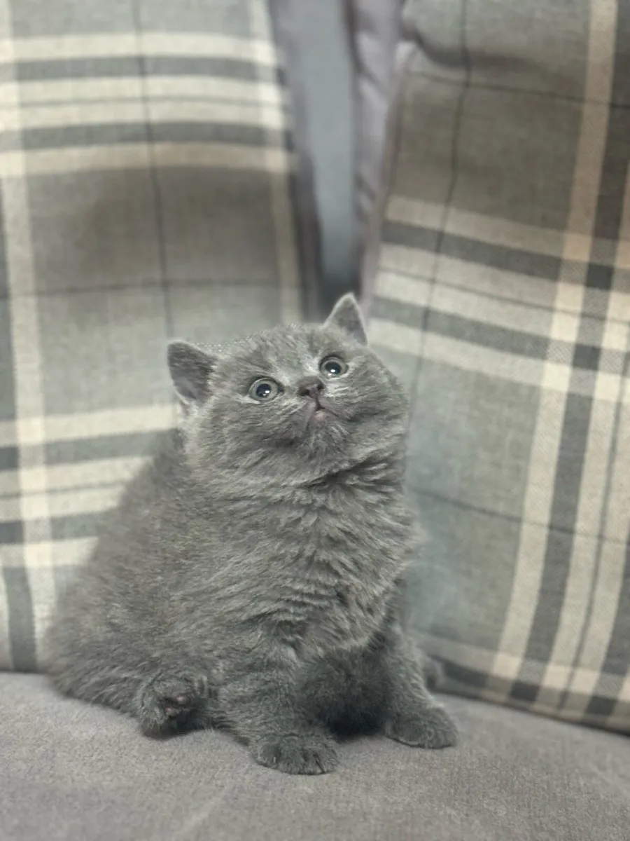 British Shorthair - Image 3