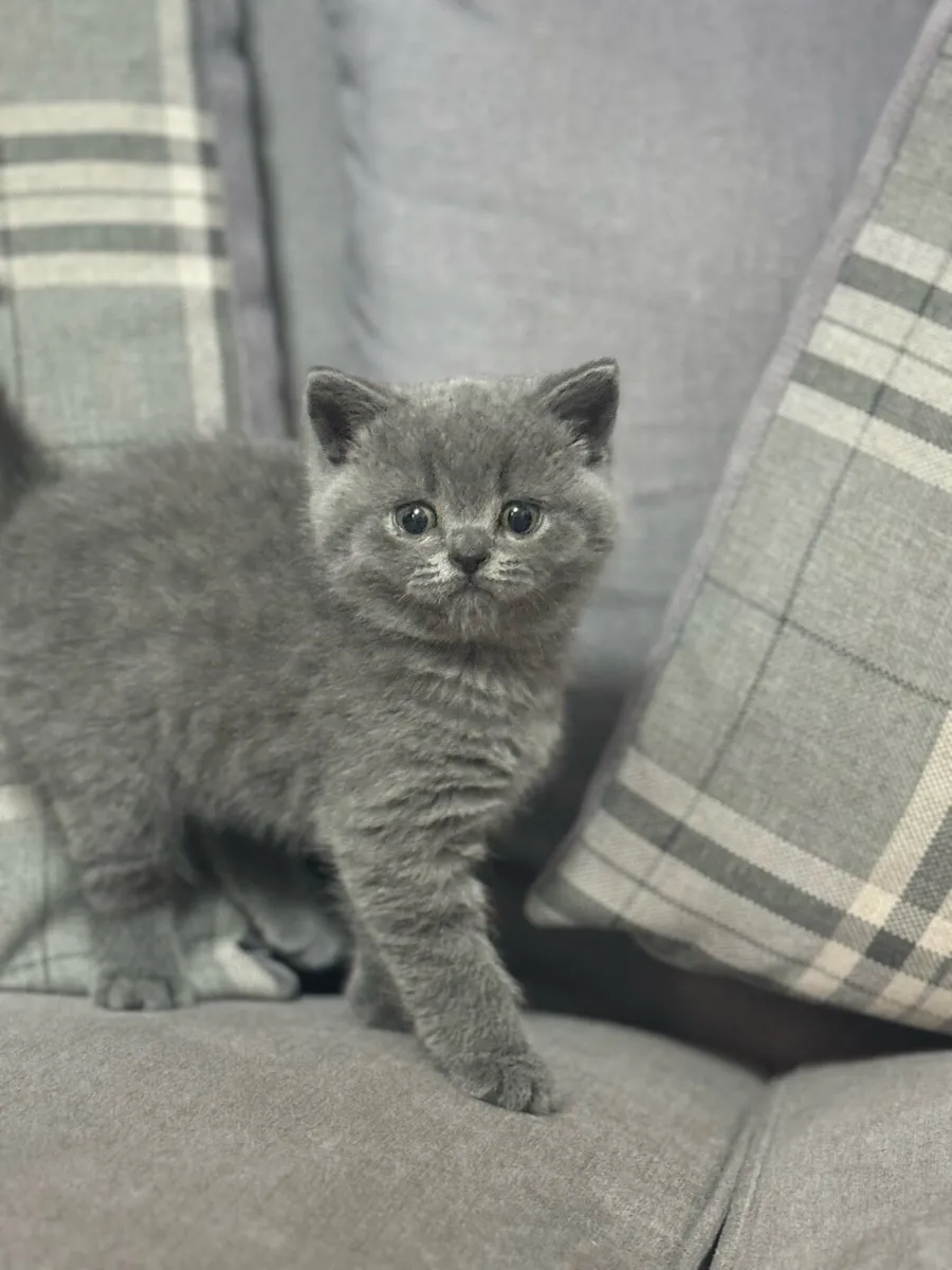 British Shorthair - Image 4