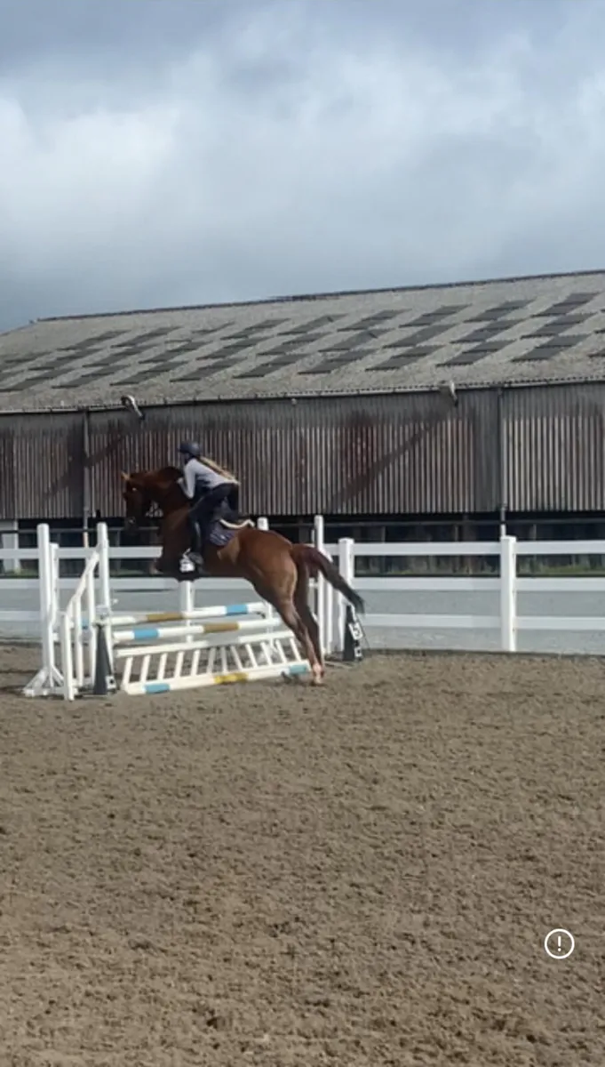 16.2hh TB 8yo - Image 2