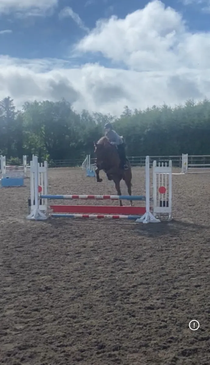 16.2hh TB 8yo - Image 3