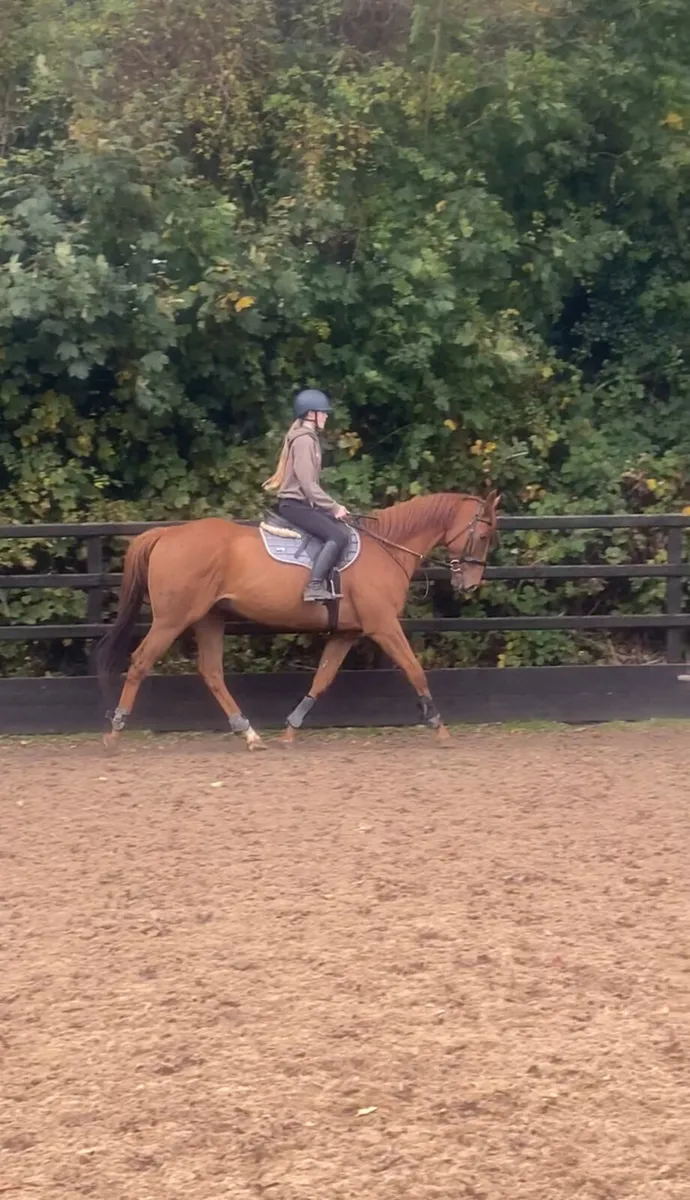 16.2hh TB 8yo - Image 1