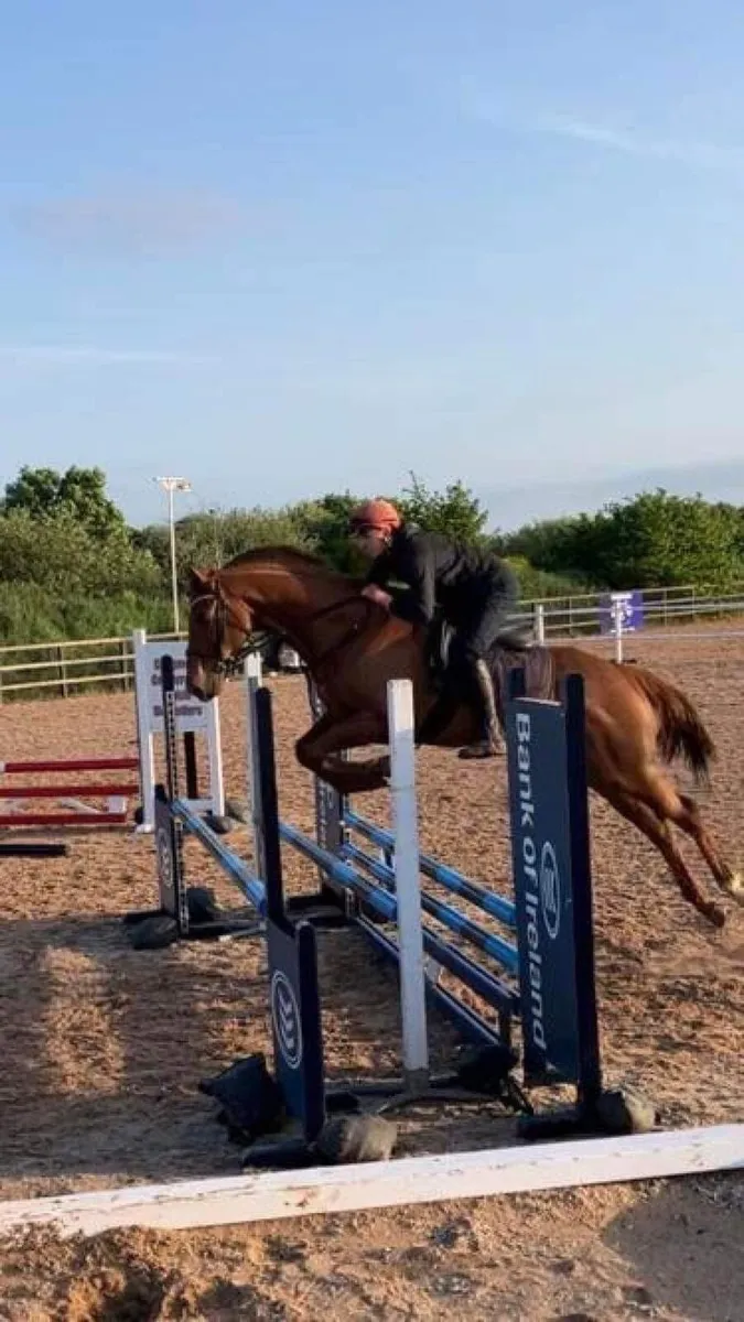 16.2hh TB 8yo - Image 4