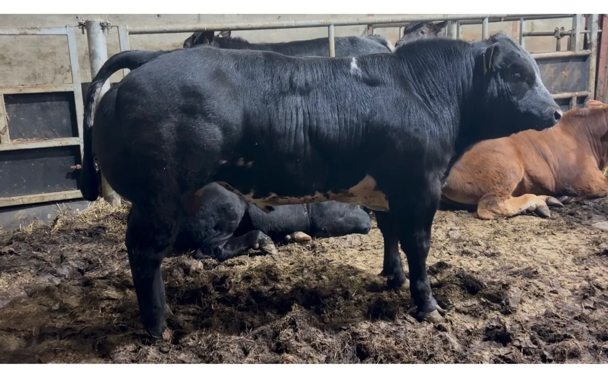 ⭐️ 2 super weanling bulls ⭐️ - Image 1